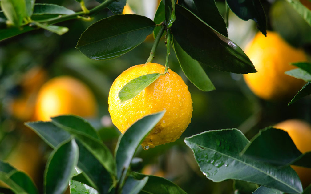 5 Ways To Live An Organic